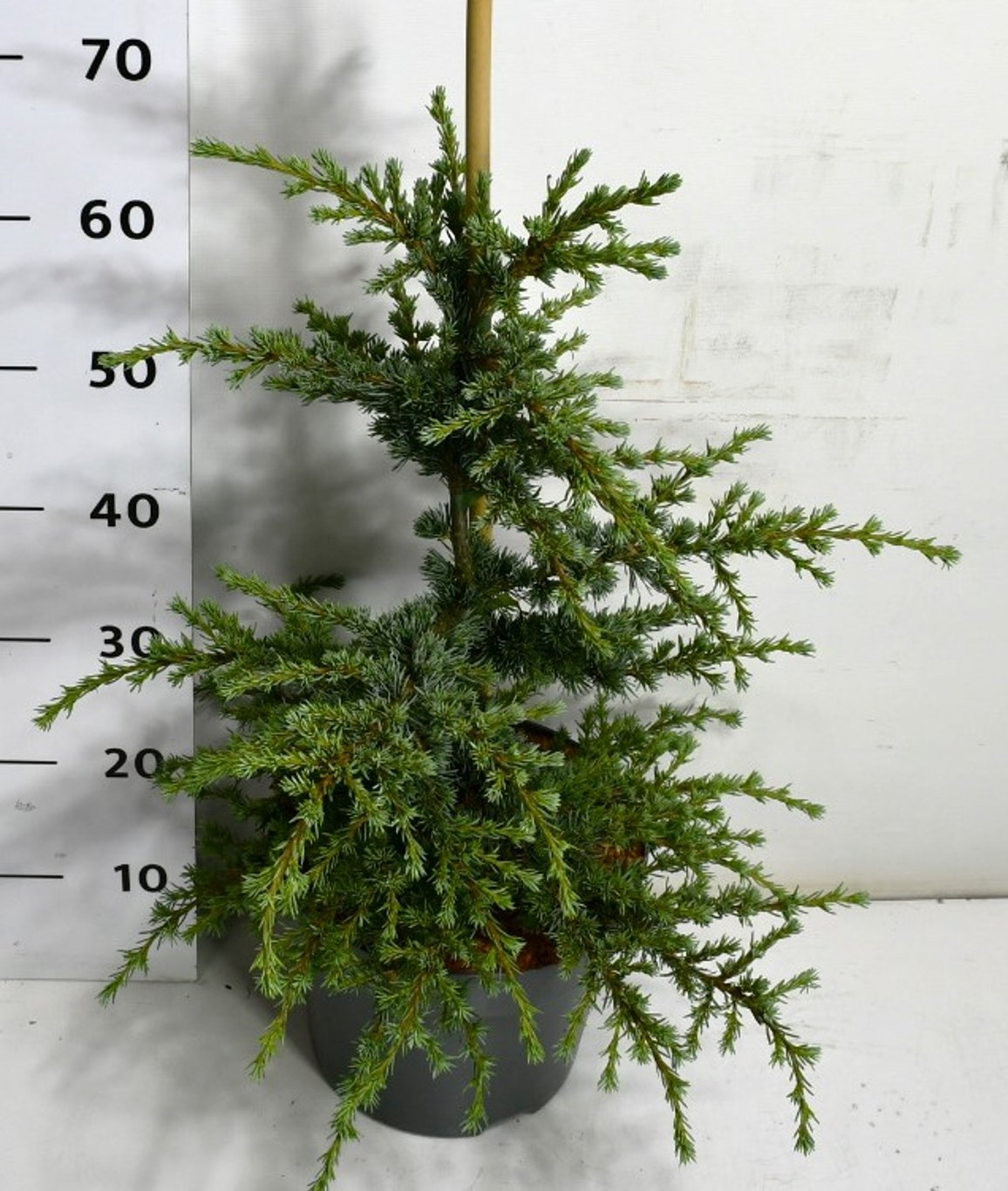 Cedrus libani ssp atl 'Saphire Nymph' - C7.5 40-50 CM